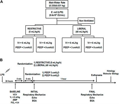 Biological impact of restrictive and liberal fluid strategies at low and high PEEP levels on lung and distal organs in experimental acute respiratory distress syndrome